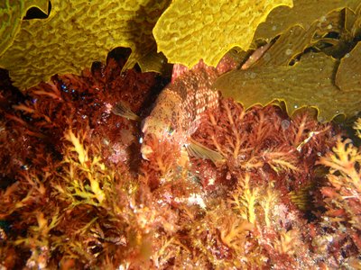 Brown Spotted Wrasse
