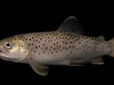 Brown Trout