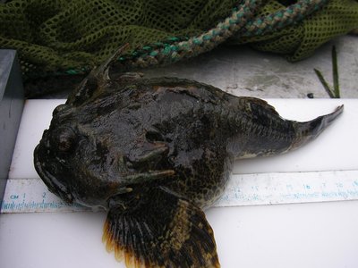 Buffalo Sculpin