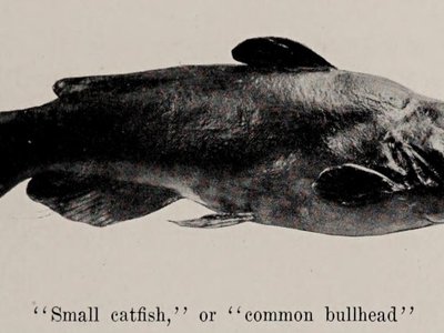 Bullhead Catfish