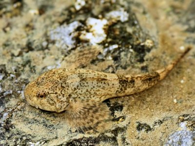 Bullhead