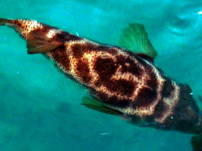 Bullseye Puffer