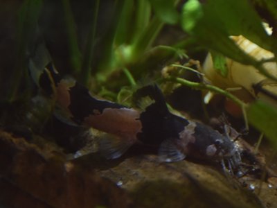 Bumblebee Catfish