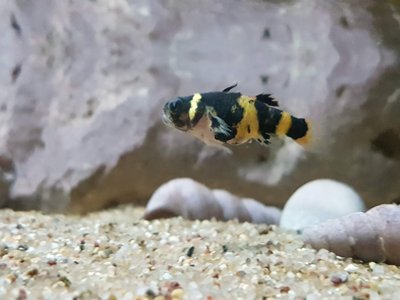 Bumblebee Goby