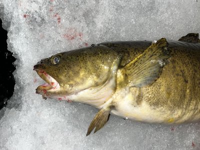 Burbot