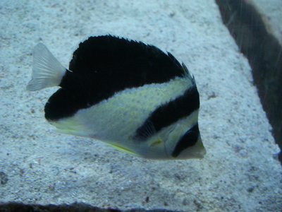 Burgess Butterflyfish