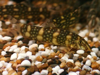 Burmese Border Loach