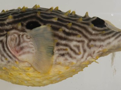 Burrfish