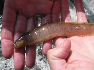 Butterfish