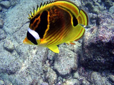 Butterfly Fish