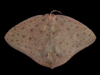 Butterfly Ray