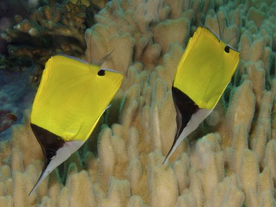 Butterflyfish