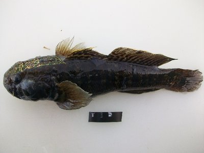 Caffrogobius caffer