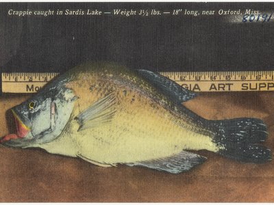 Calico Bass