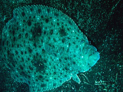 California Halibut