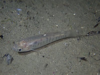 California Killifish