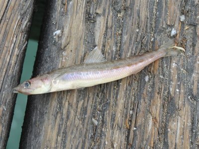 California Lizardfish