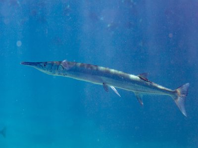 California Needlefish