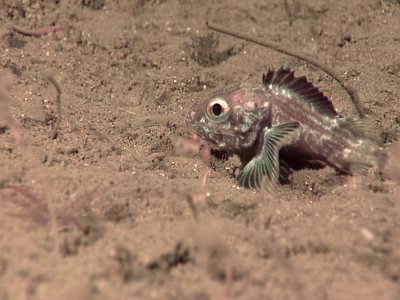 California Scorpionfish