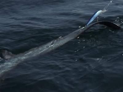 California Thresher Shark