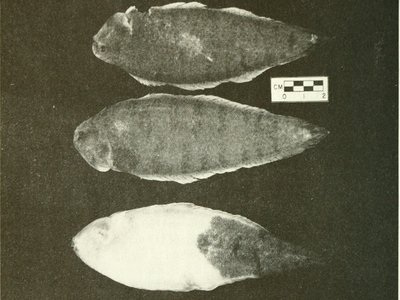 California Tonguefish