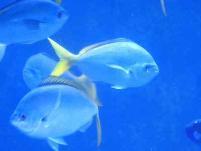 California Yellowtail