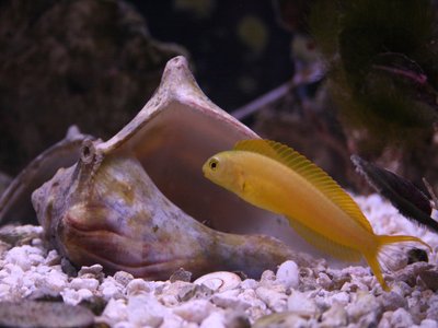 Canary Blenny