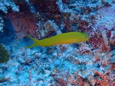 Canary Fangblenny