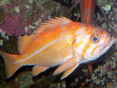 Canary Rockfish