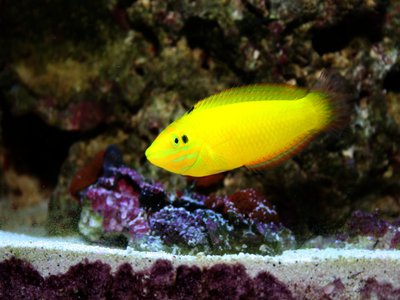 Canary Wrasse