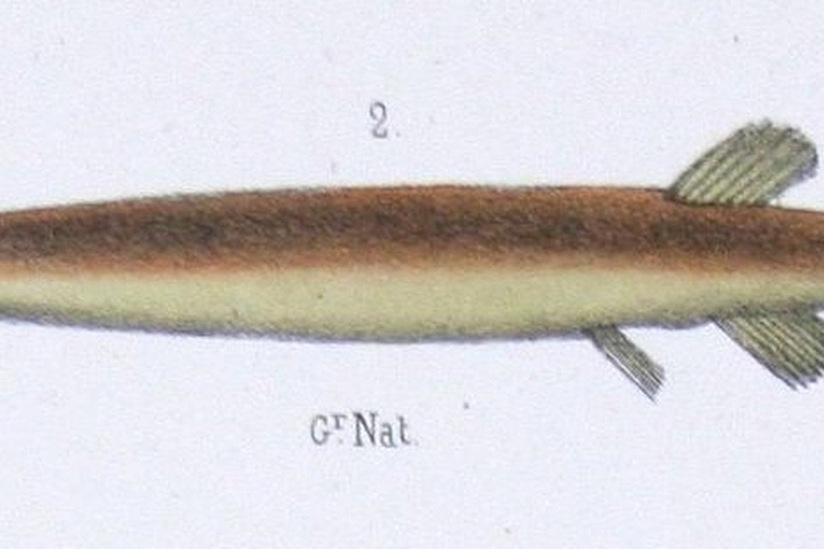 List Of Fish That Start With C Flora Fauna Fun