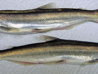 Candlefish