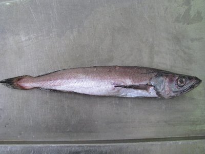 Cape Hake