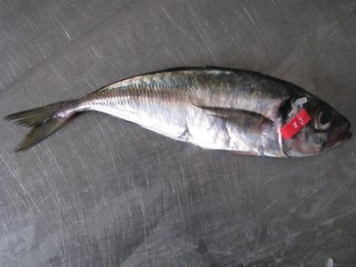 Cape Horse Mackerel