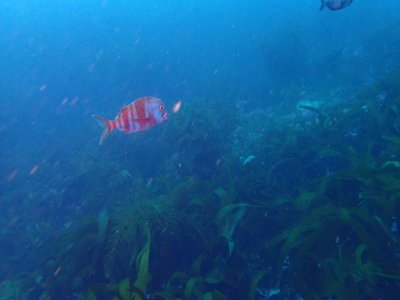 Cape Red Stumpnose