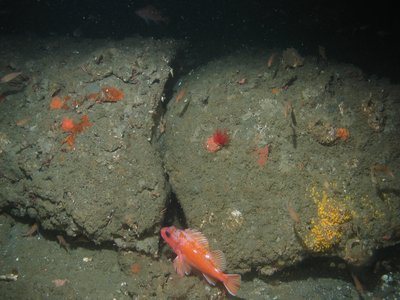 Cape Rockfish