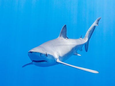 Carcharhinidae