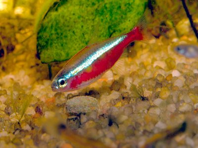 Cardinal Tetra