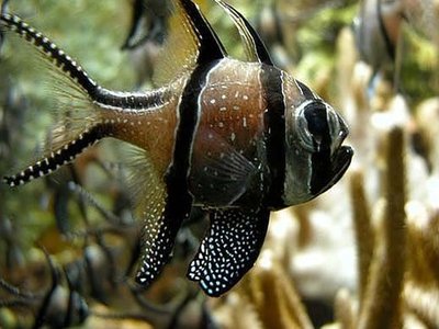 Cardinalfish