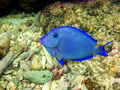 Caribbean Blue Tang