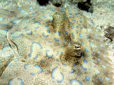 Caribbean Flounder