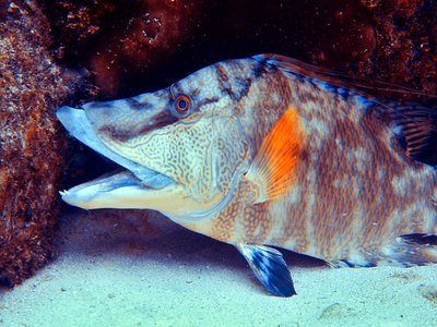 Caribbean Hogfish