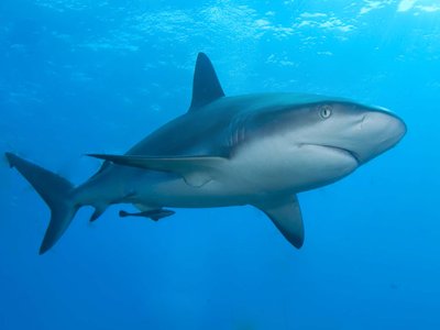 Caribbean Reef Shark