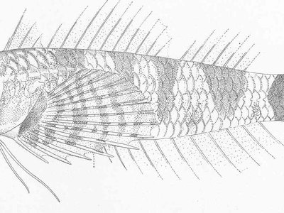 Carmine Triplefin