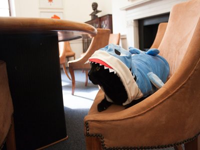 Cat Shark