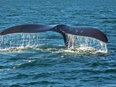 Caudal Fin