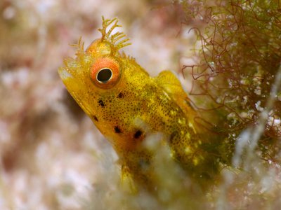 Cayman Blenny