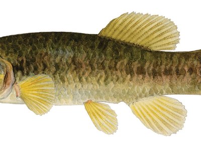 Central Mudminnow