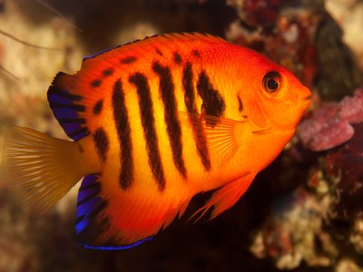 Centropyge Angelfish