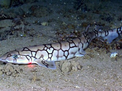 Chain Catshark